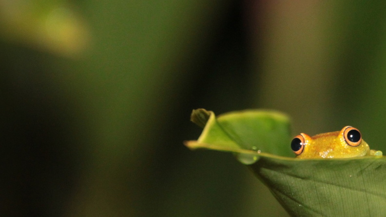 frog hiding on leaf-wild animals photo wallpaper Wallpaper 1920x1080[10wallpaper.com]